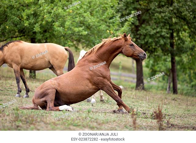 Horse sit on meadow before standing up