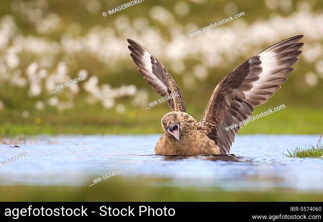 Great Skua (Stercorarius skua) adult, bathing, calling and wing stretching, territorial display to skua overhead, Shetland Islands, Scotland, United Kingdom
