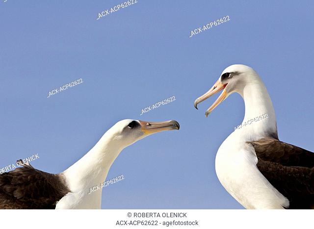 Laysan albatross (Phoebastria immutabilis), courtship, Sand Island, Midway Atoll National Wildlife Refuge, Northwest Hawaiian Islands