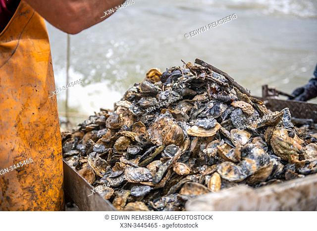 Wild caught oysters brought onto a boat , Dameron, Maryland, USA