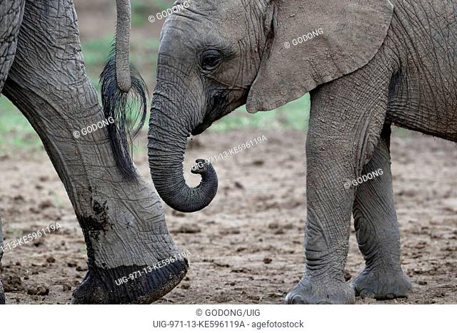 African Elephants (Loxodonta africana) in savanna field. Mother and baby. Masai Mara game reserve. Kenya