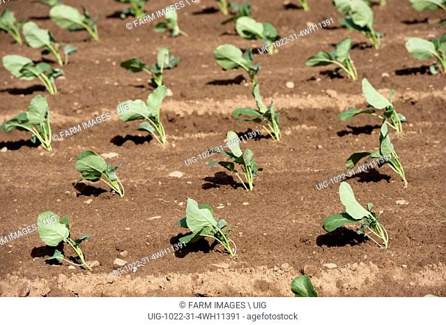 Field of Turnip seedlings emerging from soil. Couper Angus, Scotland, UK. (Photo by: Wayne Hutchinson/Farm Images/UIG)