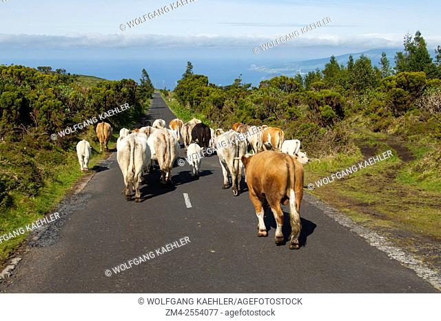 Cows walking on a road on Pico Island in the Azores, Portugal