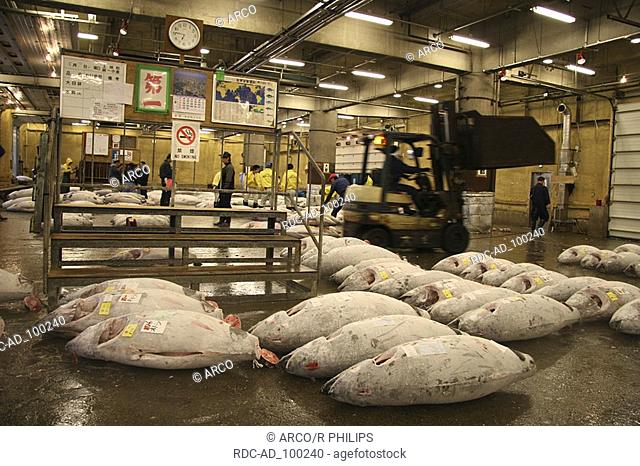 Frozen tuna Fish market Tokyo Japan Gefrorener Thunfisch Fischmarkt Tokio Japan Tsukiji