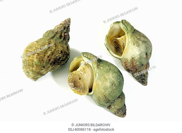 DEU, 2005: Common Whelk (Buccinum undatum), studio picture