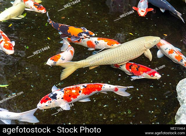 Carp fishes in a water pond at Ise Jingu shrine, Ise, Japan