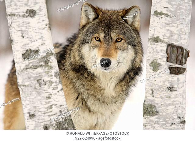 Wolf (Canis lupus), captive in a game farm. Minnesota. USA