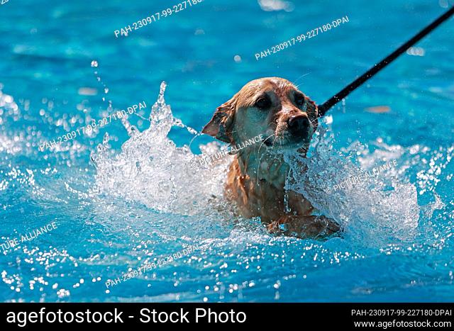 17 September 2023, Saxony-Anhalt, Magdeburg: A dog plays in the water on a leash in the Carl Miller pool. The association Pfotenfreunde Deutschland e