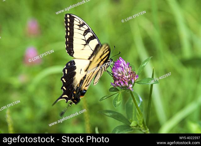 A male Eastern tiger swallowtail butterfly, Papilio glaucus, feeding on a clover flower in a meadow