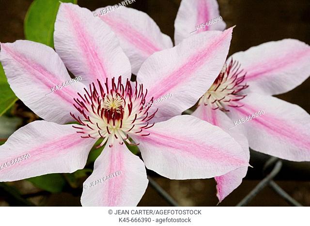 Clematis, 'Nellie Moser', private garden, southern Oregon coast, USA