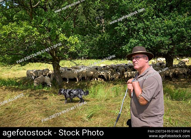 24 July 2023, Rhineland-Palatinate, Hundsdorf: Sheep farmer and wolf officer Werner Neumann stands with his flock on an area just 15 kilometers from the nearest...