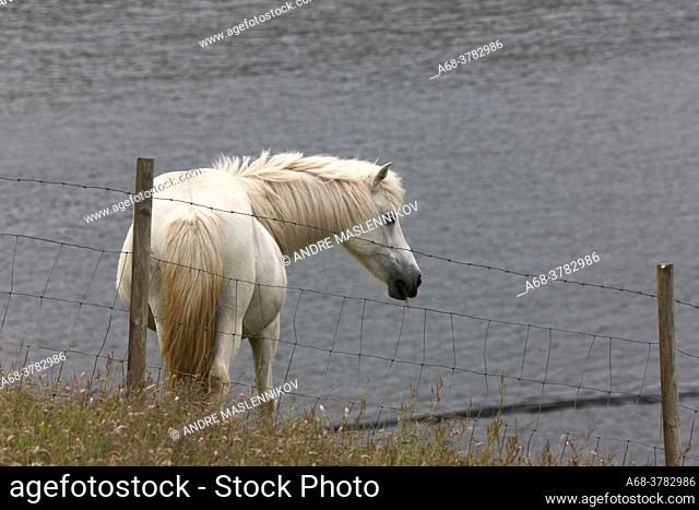 Horse in the Faroe Islands