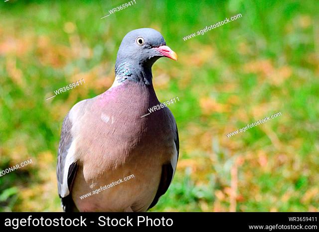 Portrait from a Common wood pigeon . Portrait einer Ringeltaube