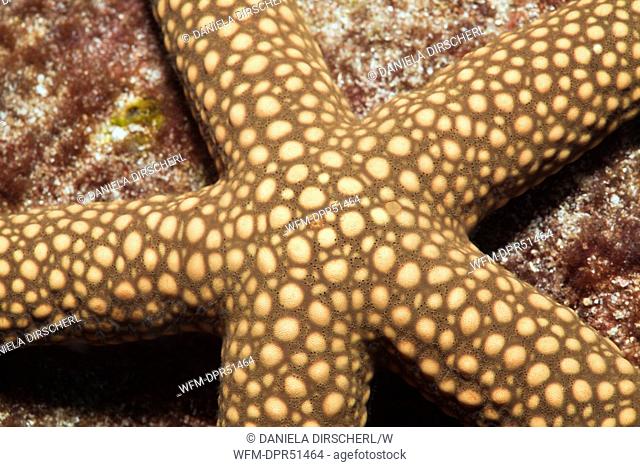 Yellow Starfish, Fromia sp., Candidasa, Bali, Indonesia