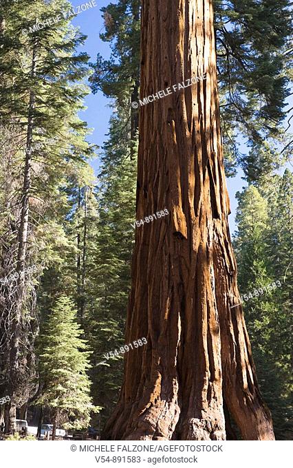 USA, California, Yosemite National Park, Mariposa Grove, Giant Sequoias