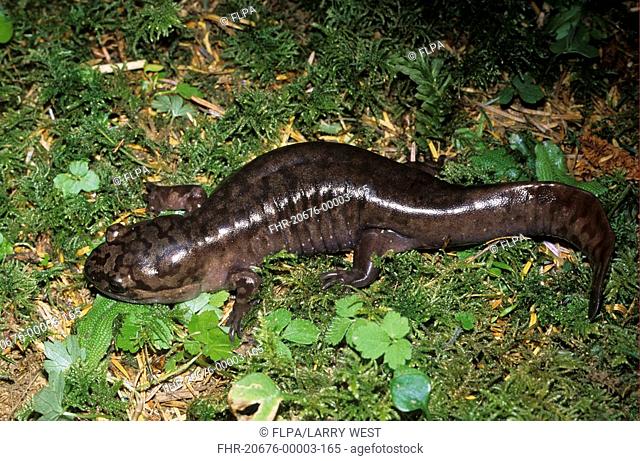 Pacific Giant Salamander Dicamptodon ensatus On ground - Washington, U S A - July