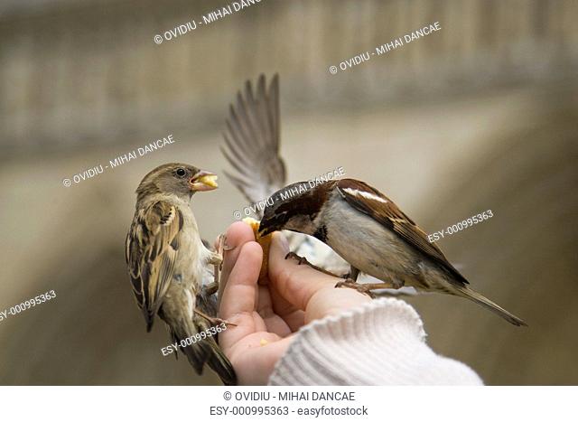 Sparrows Eating