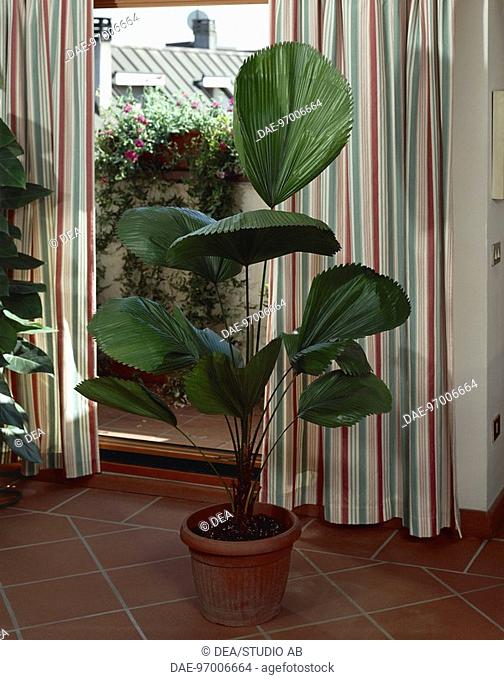 Houseplants - Arecaceae. Ruffled-fan palm (Licuala grandis)