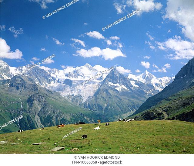 10065358, alp, mountain panorama, Alps, mountains, Besso, cows, lie, Ober Gabelhorn, cattle, Sorebois, animals, beasts, Val d'