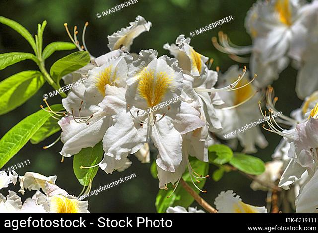 White flower of a Western Azalea (Rhododendron occidentale), Bavaria, Germany, Europe