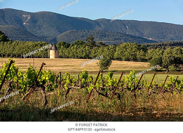 WINDMILL AND VINEYARD (WINE OF THE LUBERON), CABRIERES D'AIGUES, REGIONAL NATURE PARK OF THE LUBERON, VAUCLUSE (84), FRANCE