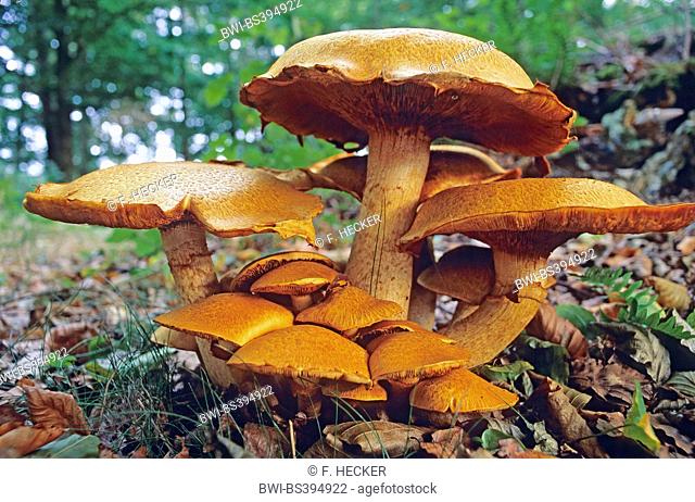 Shaggy scalycap, Shaggy Pholiota (Pholiota squarrosa, Pholiota squarosa), fruiting bodies on forest ground, Germany