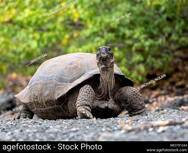 A Galapagos giant tortoise (Chelonoidis spp) in Urbina Bay, Isabela Island, Galapagos, Ecuador, South America
