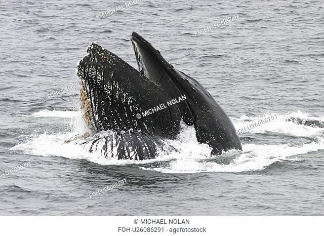 Adult humpback whale Megaptera novaeangliae cooperatively bubble-net feeding in Southeast Alaska, USA. Pacific Ocean. Note the expanded ventral pleats as well...
