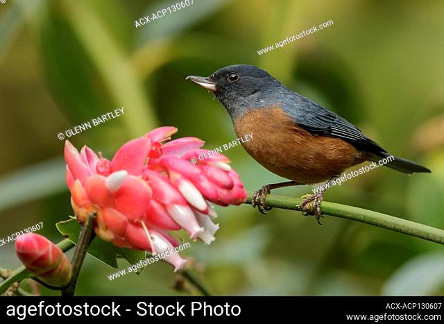 Cinnamon-bellied Flowerpiercer (Diglossa baritula) perched on a branch in Guatemala in Central America