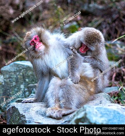 Snow monkeys or Japanese Macaques in hot spring onsen