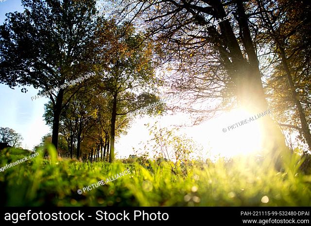 15 November 2022, Lower Saxony, Wiefelstede: The sun sets over a field near an avenue in the district of Bokel. Photo: Hauke-Christian Dittrich/dpa