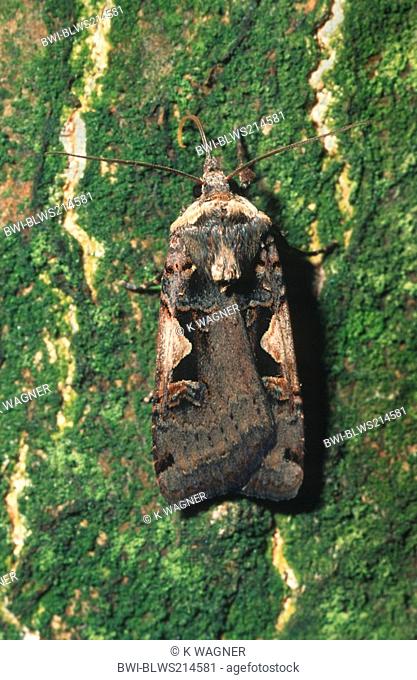 setaceous Hebrew character Xestia c-nigrum, on bark, Germany