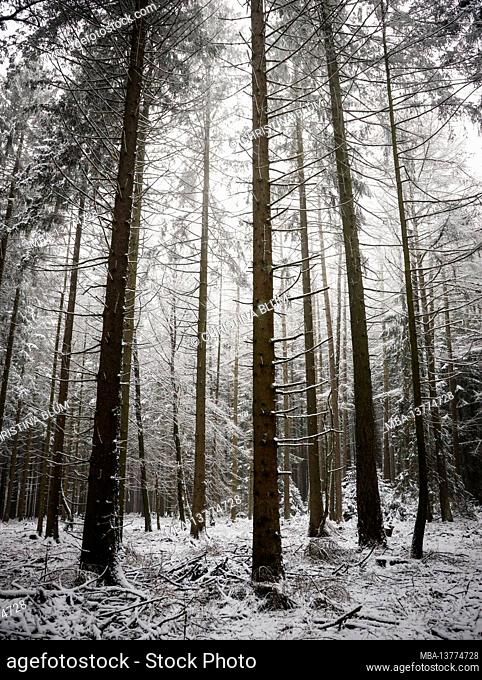 Dead spruce trees in winter