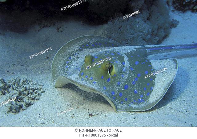 Bluesprotted Stingray
