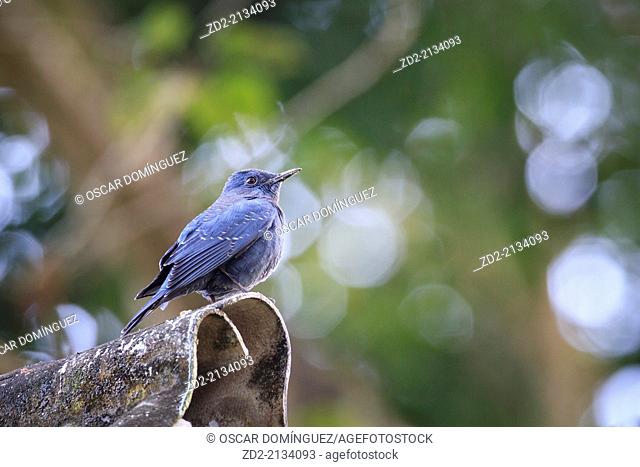Blue Rock-thrush (Monticola solitarius) perched on shelter roof. Doi Pha Hom Pok National Park formerly known as Mae Fang National Park