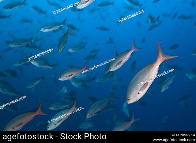 Shoal of Pacific Creolefish, Paranthias colonus, Wolf Island, Galapagos, Ecuador