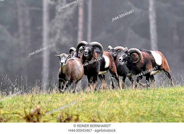 Mountain sheep, rut of the Mufflons, ruttish Arieses, horn-rimmed bearers, horns, muzzle spot, Mufflon, Mufflonbrunft, Mufflons, Mufflons in autumn