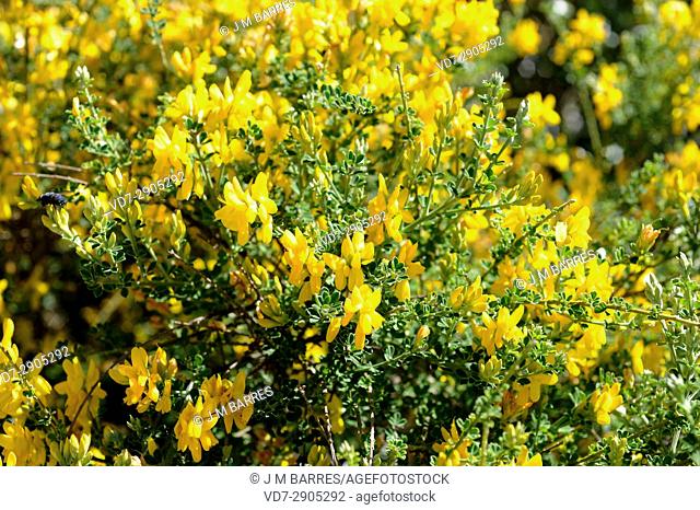 Retama de monte or retamon canario (Teline canariensis) is a shrub endemic of Gran Canria and Tenerife Islands, Canary Islands, Spain
