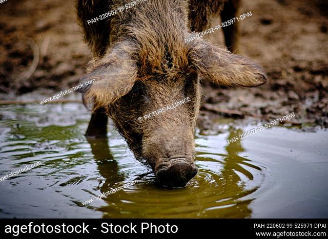 30 May 2022, Lower Saxony, Brunswick: A breeding sow of the Mangalitsa breed, which originated in Hungary and is also called a woolly pig because of its curly...
