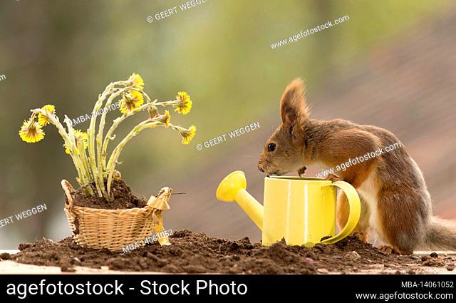 red squirrel standing with water can with flowers