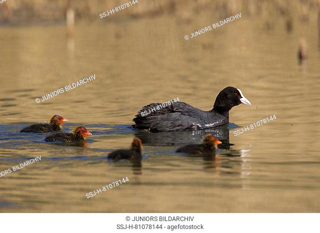 Coot (Fulica atra). Parent with chicks on water. Germany