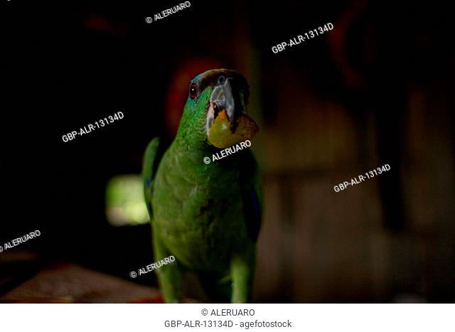 Parrot Eating Tucumã, Manaus, Amazônia, Amazonas, Brazil