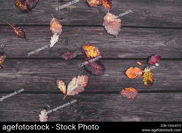 Colorful autumn leaves in the fall on wooden planks in the autumn season in colorful autumn colors from oak and beech trees in the fall in october