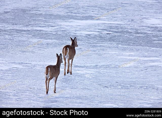 Doe deers walking on ice in Alberta Canada