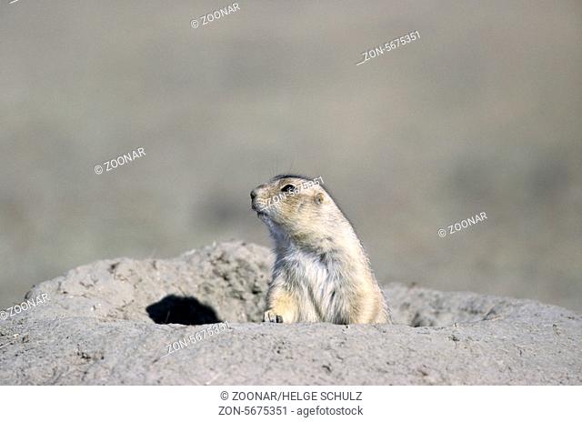 Black-tailed Prairie Dog at the entrance of den