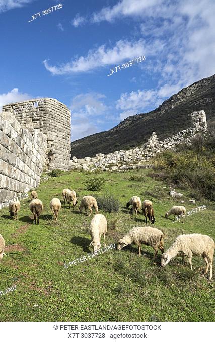 Sheep grazing by the massive ancient stone walls at ancient Messene (Ithomi), Messinia, Southern Peloponnese, Greece