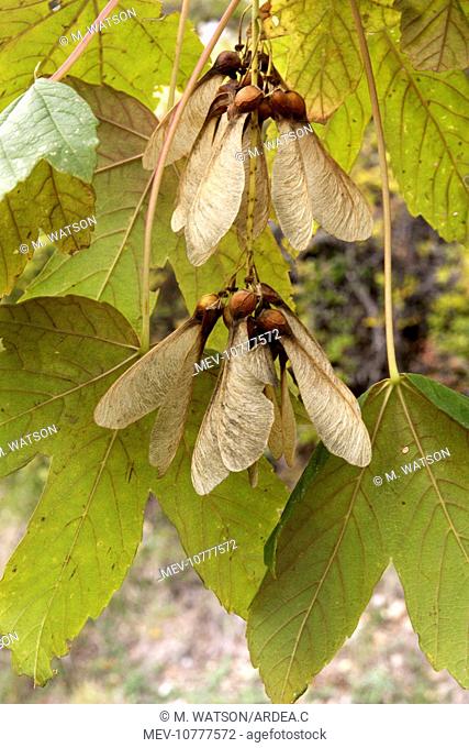Montpelier Maple fruits (Acer monspessulanum)