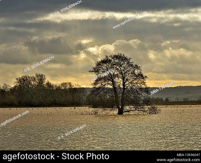 Europe, Germany, Hessen, Central Hesse, Marburg-Biedenkopf district, Amöneburg basin, flooded meadows in the retention zone, alder in front of a cloudy sky