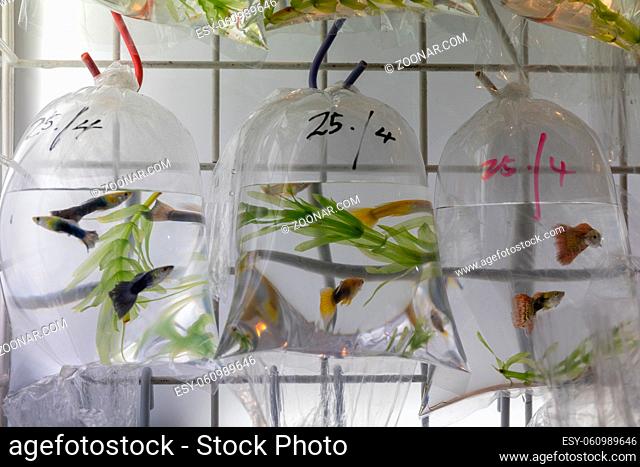 Fish Species in Bags at Pet Shop Hong Kong