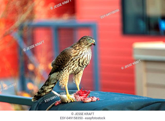 Coopers Hawk on a barbecue eating a headless rat in Portland, Oregon
